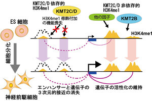 九大、細胞分化におけるヒストンタンパク質の化学修飾の新たな機序を解明