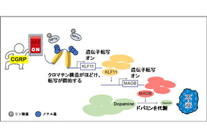 脳内のドパミン減少による不安が引き起こされる仕組み、岡山理科大が一端を解明