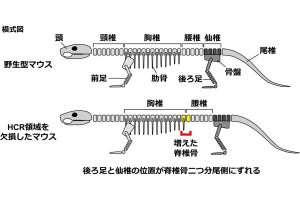 大阪公大など、脊椎動物の胴体の長さはDNA配列で制御されていることを解明