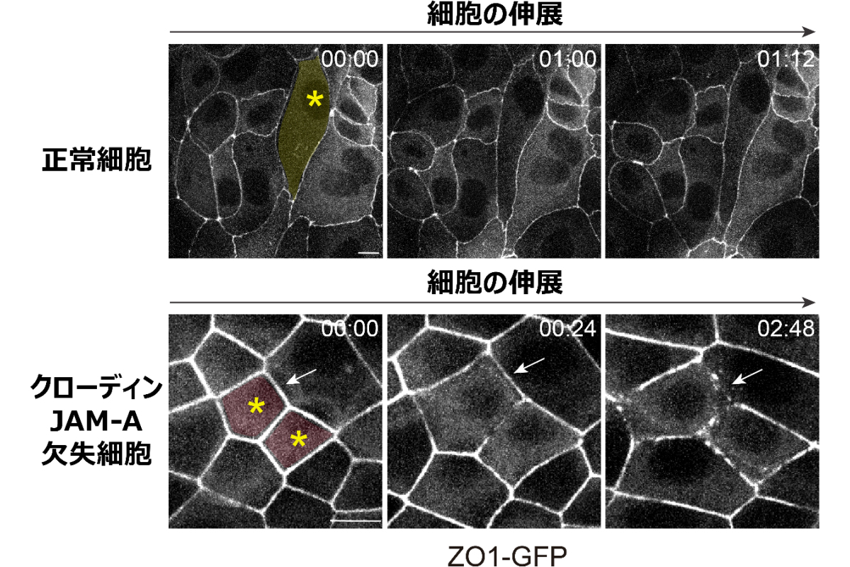 正常細胞および密着結合の膜タンパク質であるクローディンとJAM-Aを欠失した細胞の細胞間接着構造がZO1-GFPを用いて可視化され、動画が撮影された