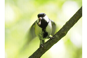 東大、鳥類にもジェスチャーが存在することをシジュウカラの観察から確認