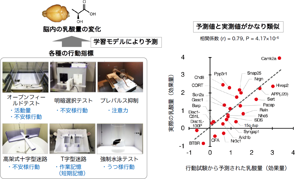 脳の乳酸量の変化は行動レベルでの機能的意義を持つことが判明した