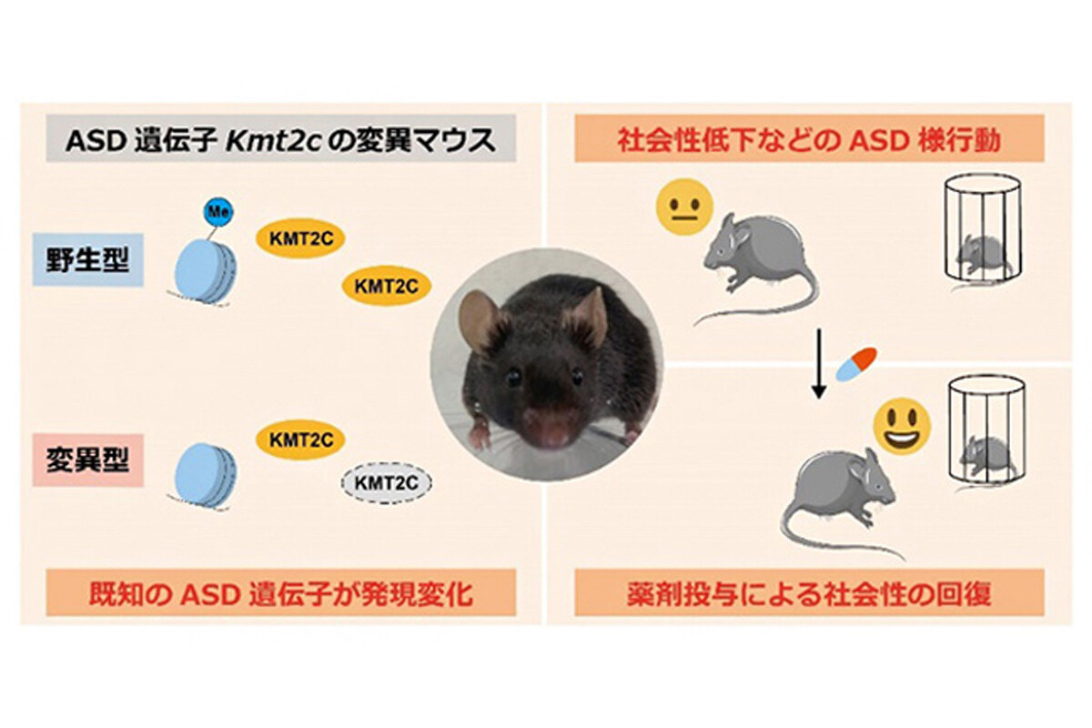 自閉症のDIR治療プログラム | S.グリーンスパン, S.ウィーダー