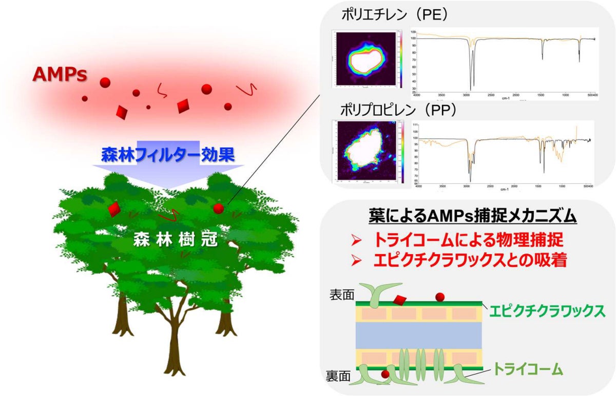 森林域におけるAMPsの動態