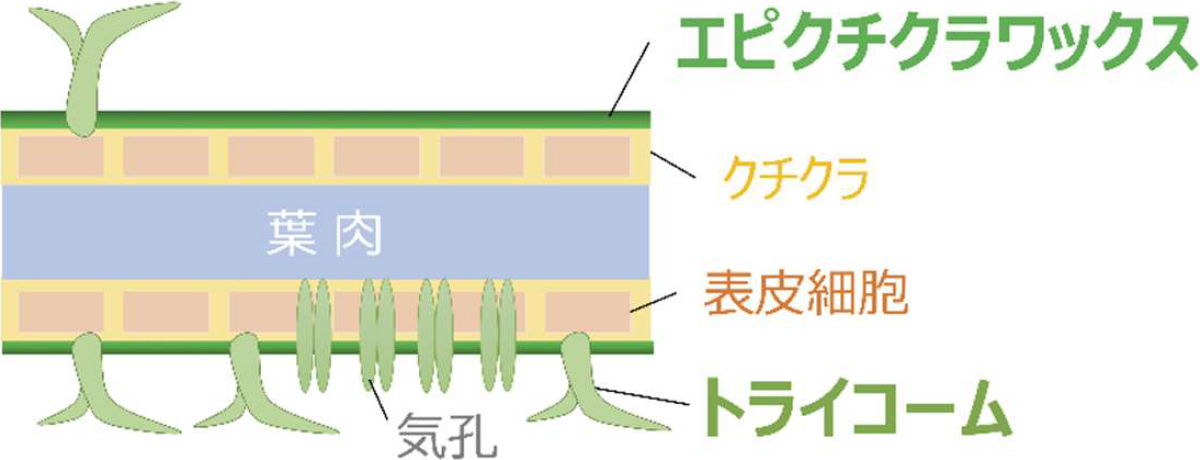 葉面の構造