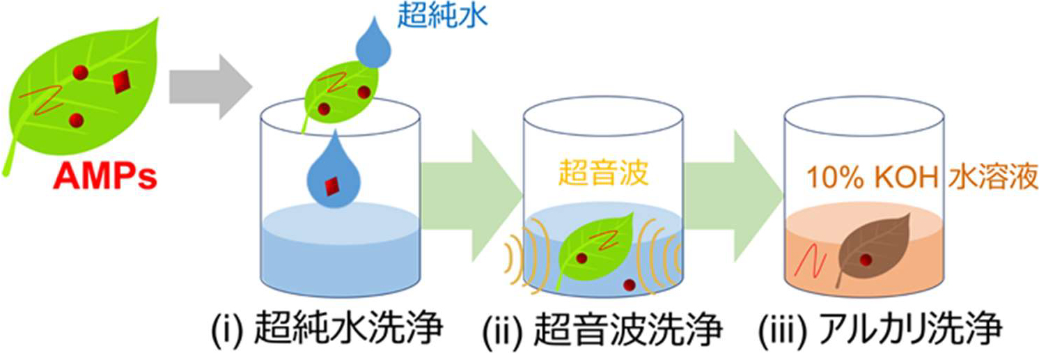 今回の研究で実施された葉の洗浄実験