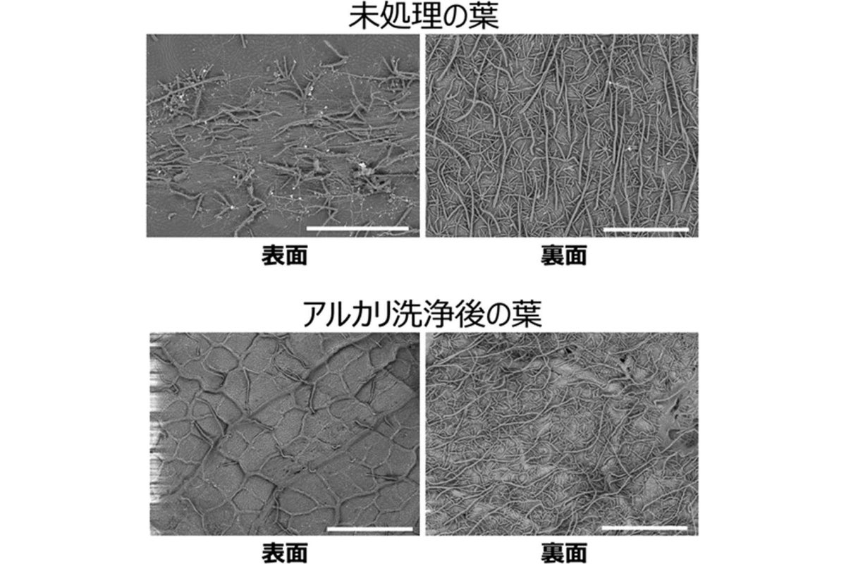 アルカリ洗浄前後の葉面のSEM画像