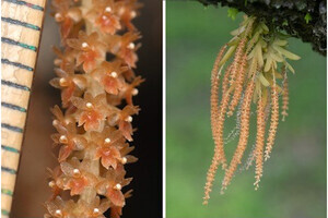 東大、直径わずか2mmのランの花から花粉を運ぶ昆虫の正体を遂に確認