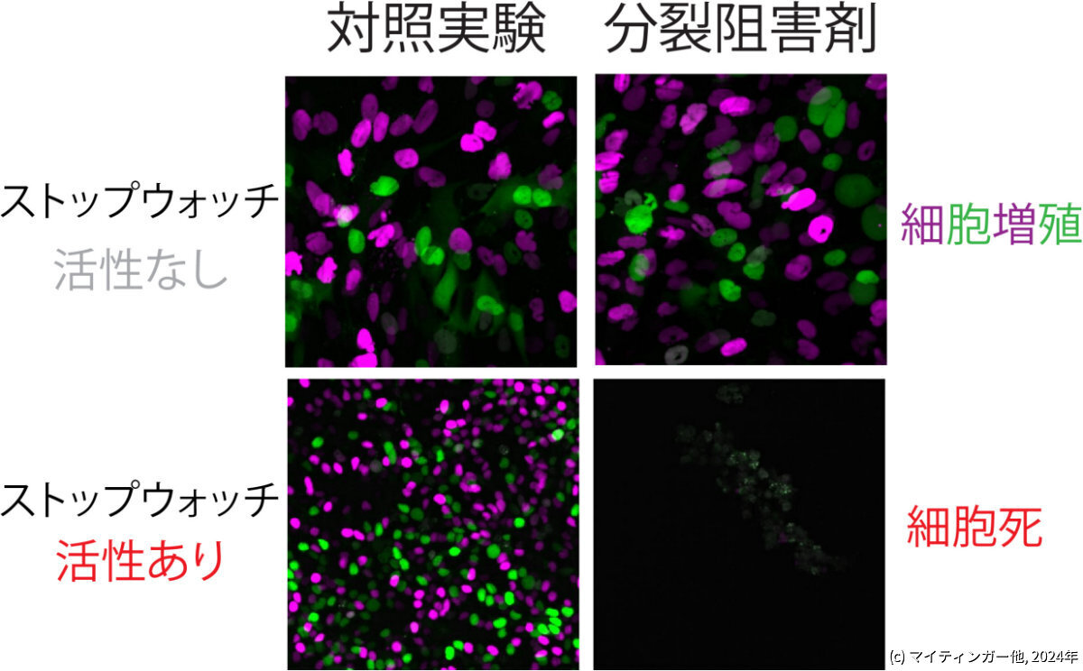 分裂期ストップウォッチの活性を保持するがん細胞(細胞周期を同定するマーカーである FUCCI をマゼンタ色と緑色で可視化している)は、分裂阻害剤に対して脆弱である