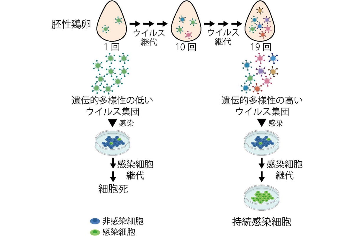 ウイルス材料の遺伝的多様化と持続感染細胞の樹立