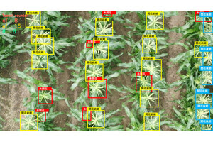 農研機構、スイートコーンのほ場ごとの収穫適期を予測するAI解析技術を開発