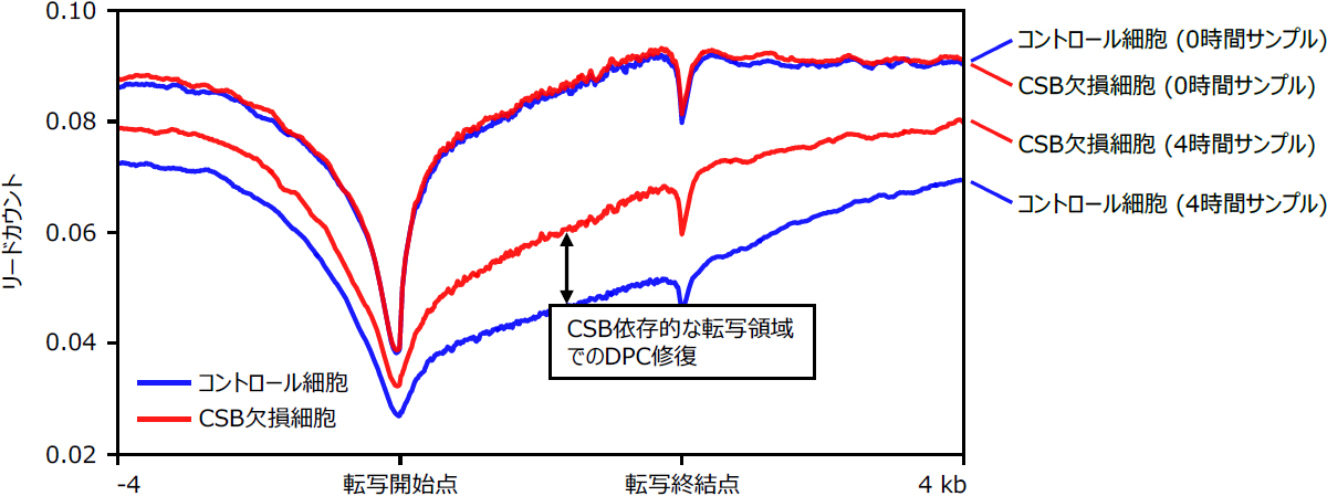 CSB依存的な転写共役型DPC修復