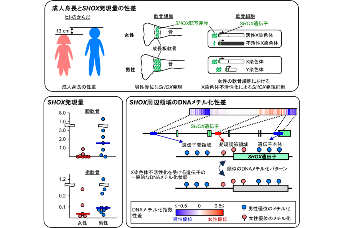 今回の研究成果の概要