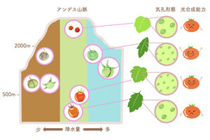 東大など、栽培種よりも光合成能力に優れる野生のトマトを発見