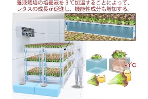 東大など、養液栽培で培養液を3℃加温すると植物の生育に効果があると発表