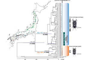 信大、ヒメオオクワガタの遺伝的分化などがブナ林の分布と重なることを発見