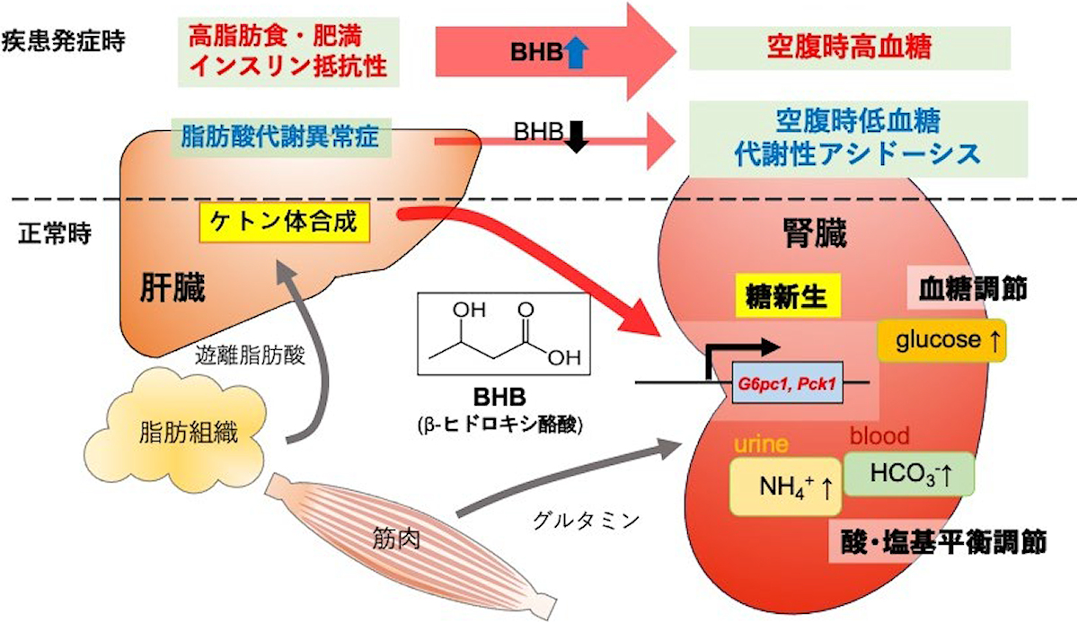 今回の研究の概要