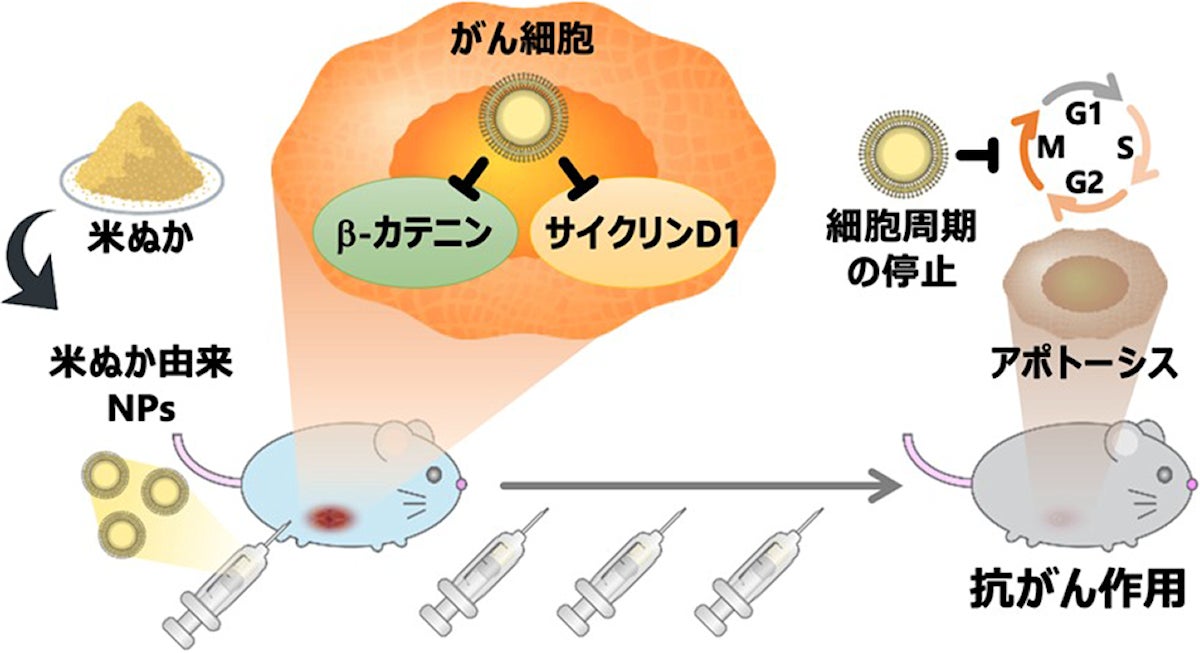 今回の研究の概要