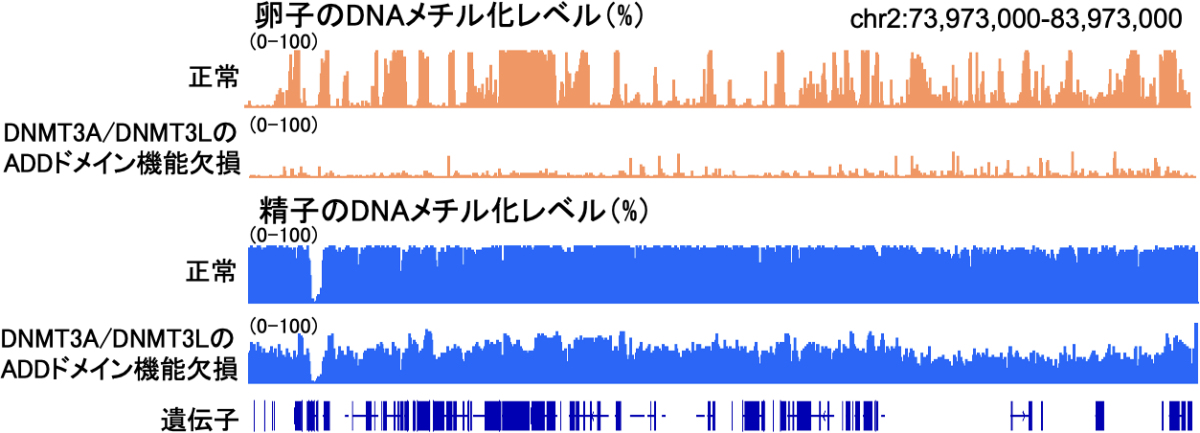 卵と精子のDNAメチル化解析