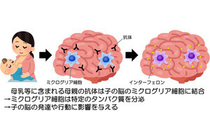 母乳に含まれている親の抗体が子の脳の発達に影響、群大などがマウスで確認