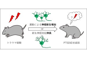 九大、海馬の神経新生を用いればPTSD症状を減弱できる可能性を確認