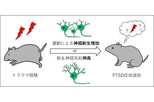 九大、海馬の神経新生を用いればPTSD症状を減弱できる可能性を確認