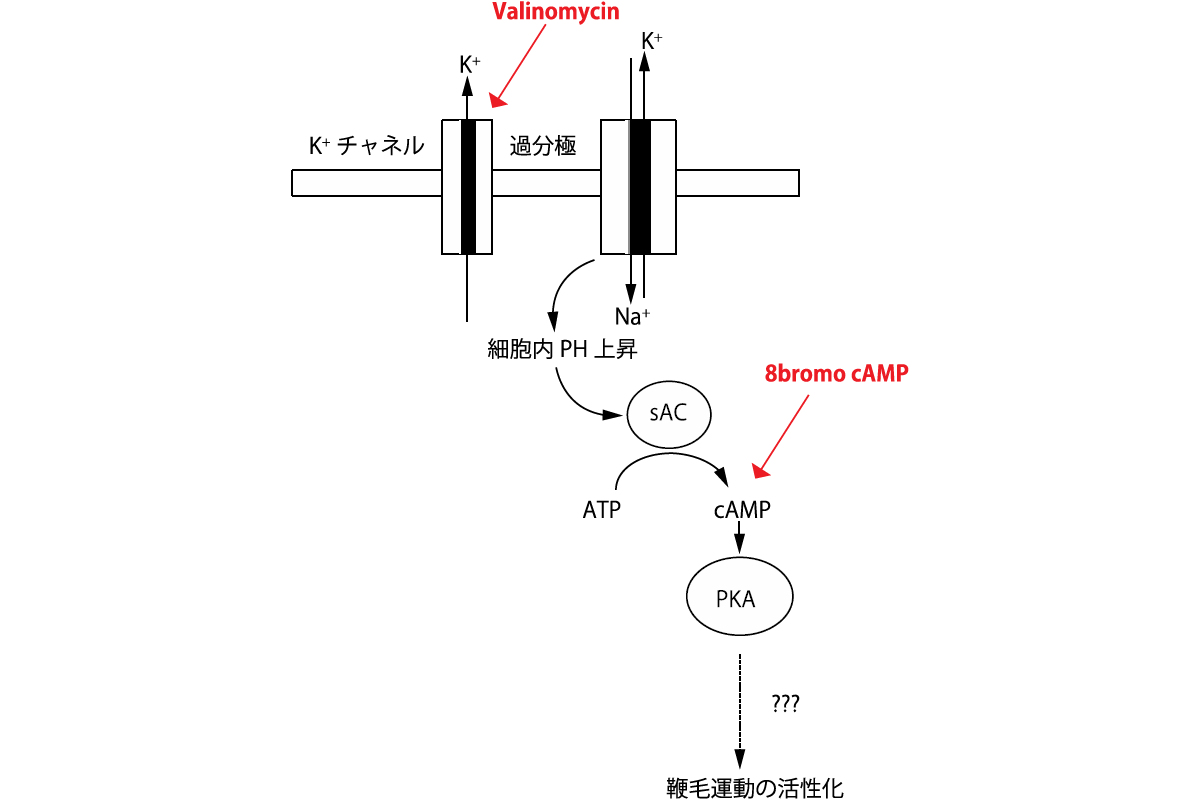 精子内でPKA活性化物質cAMPが、酵素sACにより、ATPを材料に作製される