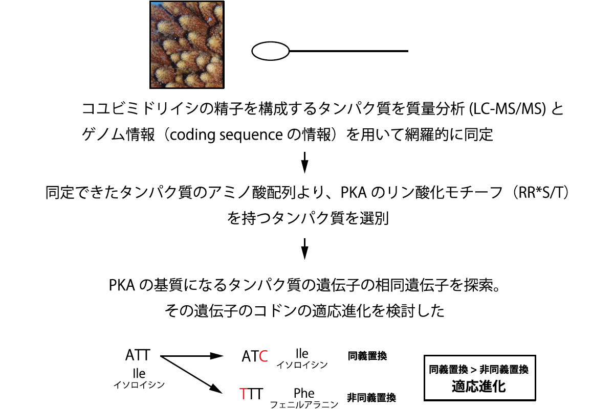 活性化したPKAによってリン酸化を受ける基質の探索が行われた