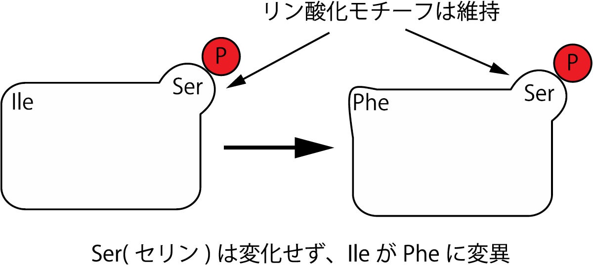 約60個のタンパク質の遺伝子が機能変異をしつつ、PKAの基質として機能していることがわかった