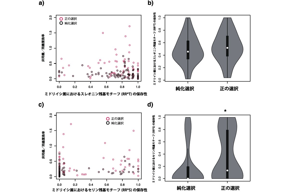 (a・b)PKAにリン酸化されるスレオニン残基では、モチーフ配列の保存性と置換率に違いは見られなかった。(c・d)セリン残基のモチーフ配列の保存率は、正の選択を受けたタンパク質の方が高いことがわかった