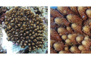 琉球大、サンゴの精子に存在する基質の多くが他の動物と共通すると確認