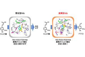 理科大、バニラの香りの主成分「バニリン」を生成する酵素の開発に成功