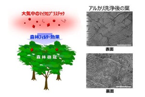 森の木の葉にマイクロプラスチック蓄積 日本女子大など回収方法確立し実証