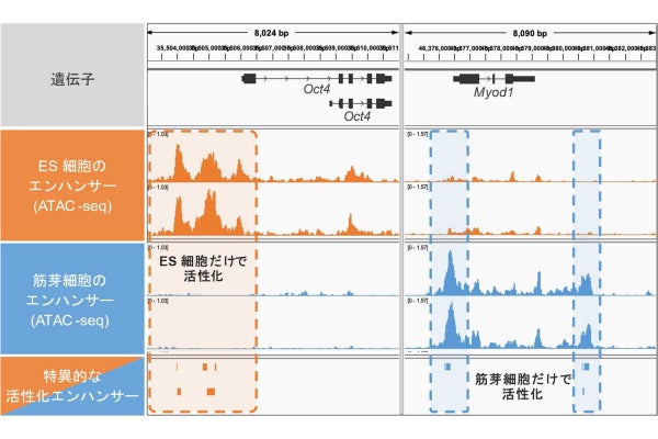 熊本大など、データベースを更新し疾患を引き起こすゲノム状態を“地図化”