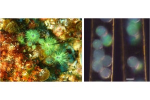 神戸大、褐藻「クジャクケヤリ」がオパールのような虹色に光る仕組みを解明