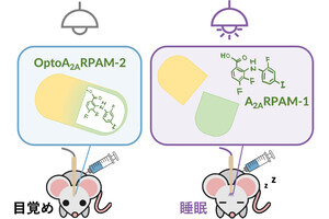 筑波大、光で脳内のアデノシンを活性化させ睡眠を誘導する薬物開発に成功