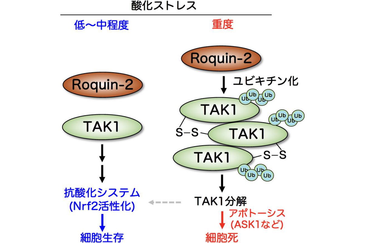 Roquin-2/TAK1を介した酸化ストレス時の細胞応答制御機構