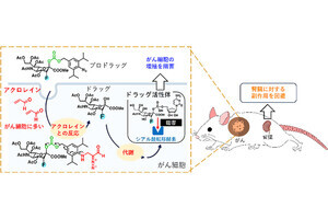 副作用のないがん治療戦略確立へ - がん細胞内での阻害剤合成に成功