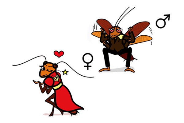 ゴキブリの求愛行動にフェロモンが果たす役割を解明 新しい駆除法に活路 福岡大など