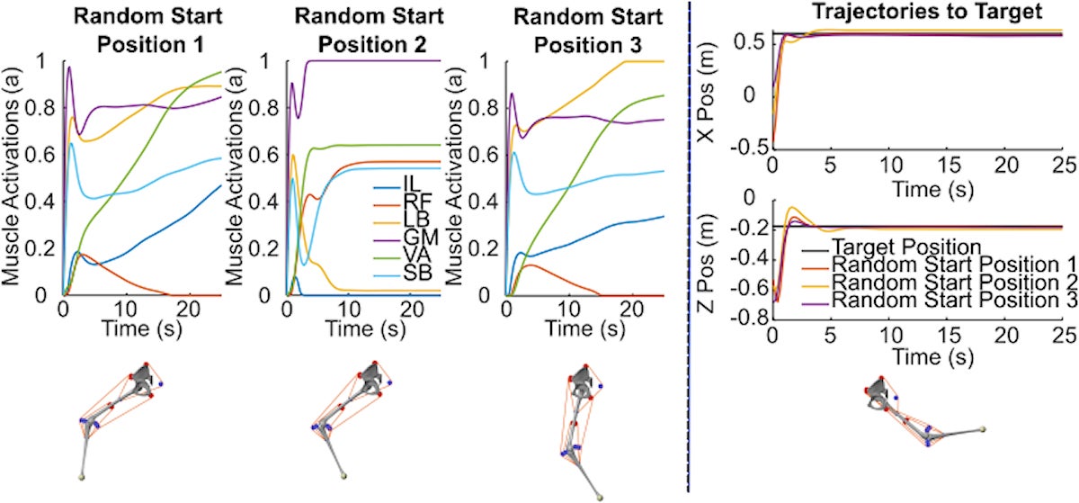 脚が任意のランダムな初期姿勢でスタートした場合の、目標到達の様子と生成された筋活動度の例