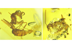 北大など、最古のアリ化石を調査し1億年前には社会性を獲得していたと解明