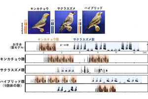 北大など、歌鳥の異種間交配で親より子の学習能力が高くなることを発見