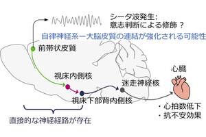 東大、心拍数を個人の意思でコントロールできる神経メカニズムを解明