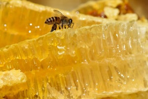酵素分解ローヤルゼリーが老化症状の予防に貢献する可能性 - 山田養蜂場の研究
