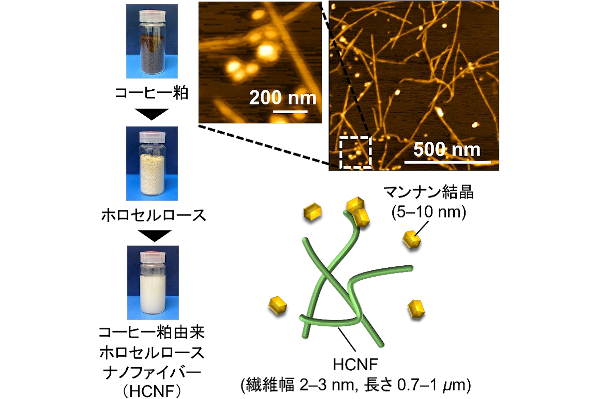 (左)コーヒー粕から分離されたHCNFの生成スキーム。(右)HCNFの原子間力顕微鏡画像で2～3nmの繊維幅と、0.7～1μmの長さであることが確認された