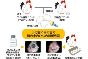 徳島大など、ニワトリ胚の雌雄を卵の外から早期に判別可能な方法を開発