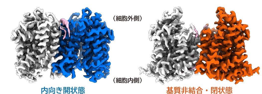 異なる輸送状態で決定されたSVCT1二量体の全体構造