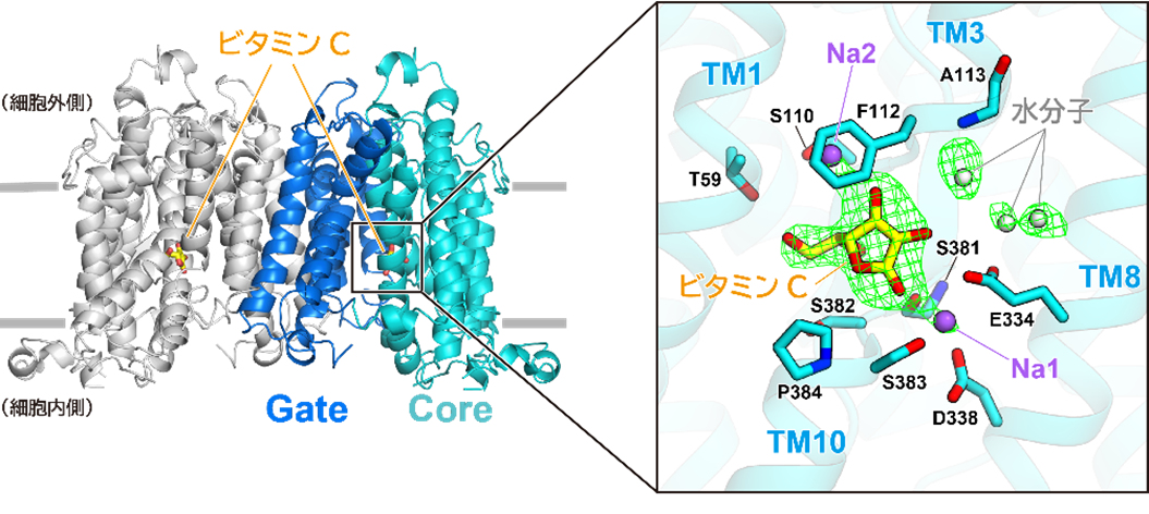 ビタミンCが結合した内向き開状態SVCT1の構造とビタミンCの認識機構