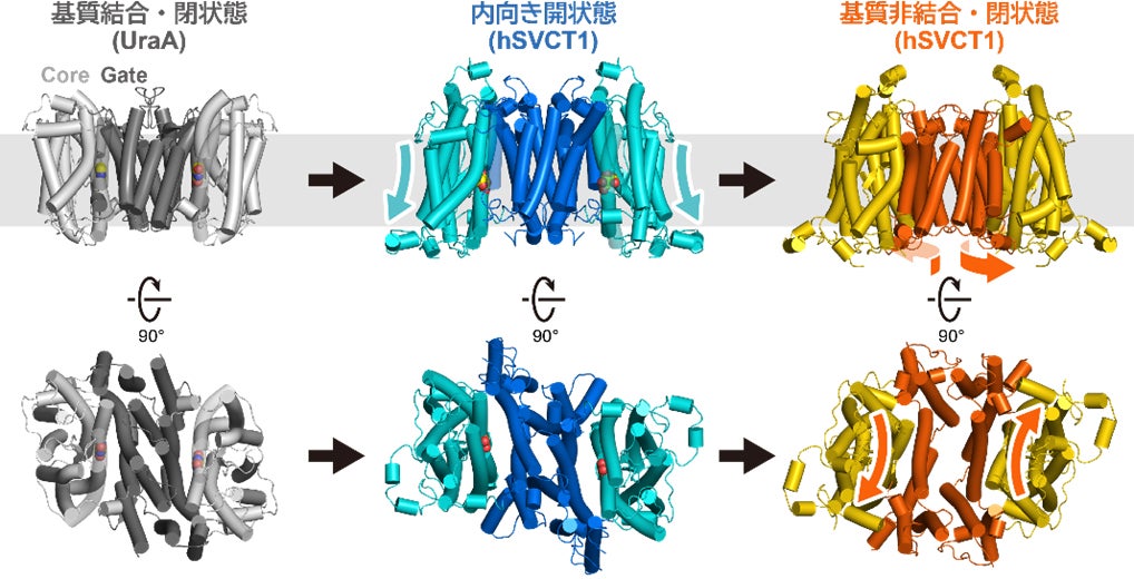 複数構造の比較により明らかになったSVCT1の構造変化機構