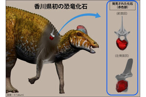 岡山理科大など、1986年に香川県で発見された化石の正体を恐竜と同定